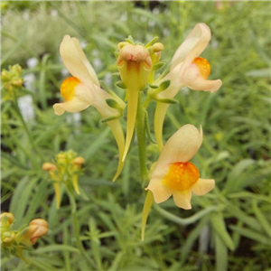 Linaria Aeruginea Orange